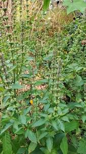 Nine-Layer Tarole Edible Sweet Vegetables and Herbs - Golden Balcony Garden Vegetables