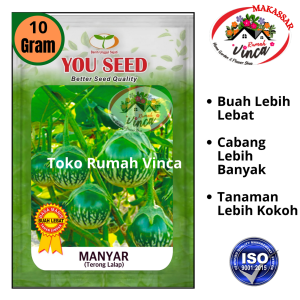 Benih Bibit Terong Lalap Hijau Bulat Manis Hijau MANYAR 10g cap You Seed