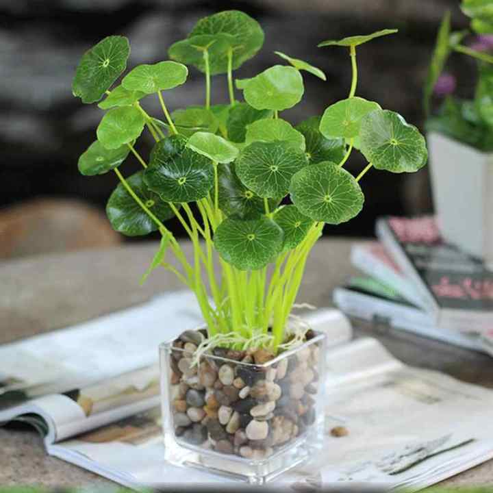 Pilea Peperomioides Coin Grass Money Plants Copper Grass Pilea