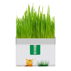 【READY-STOCK】[Cat grass] Catnip Easy To Grow & Remove Hair Balls Which Helps Digestion and Health【猫草】懒人水培无土幼猫草 有助于消化&健康 [Rumput Kucing] Mudah untuk Berkembang & Mengeluarkan Rambut Bola Yang Membantu Penghadaman