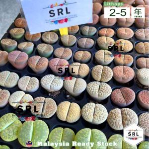Rainbow Lithops 4-5 Years Super Big 3cm Live Plant