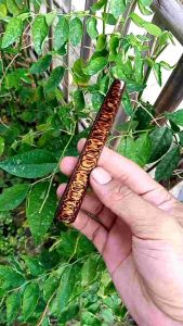 Pipa/onceroko kayu liwung lawan serat