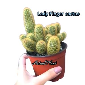 LADY FINGER CACTUS LIVE PLANT