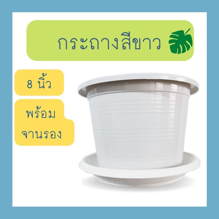 ชุดกระถางต้นไม้สีขาวพร้อมจานรอง ขนาด 8 นิ้ว