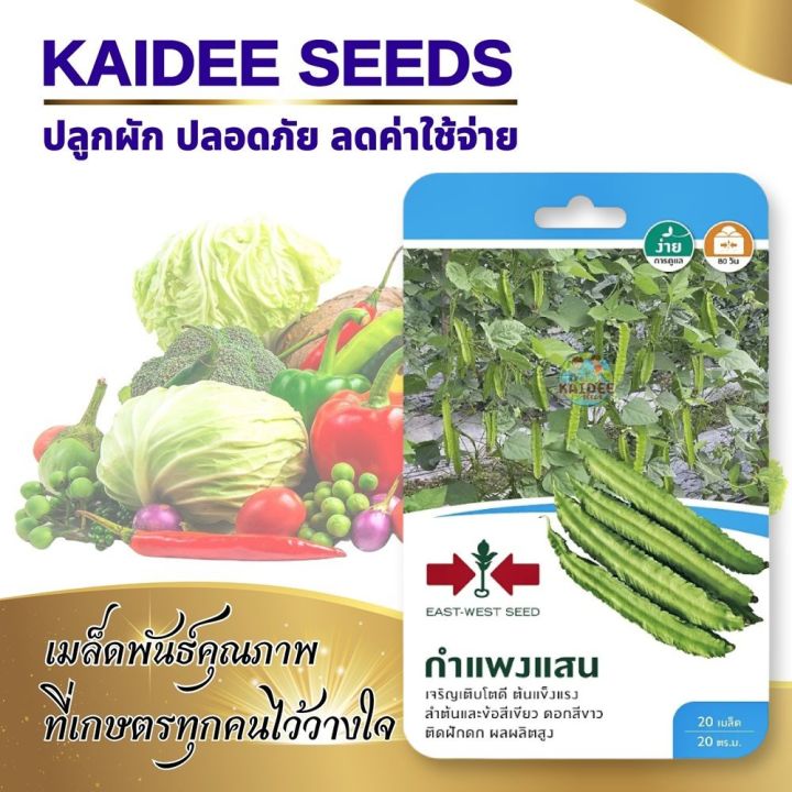 เมล็ดถั่วพู กำแพงแสน ตราศรแดง ผลผลิตสูง