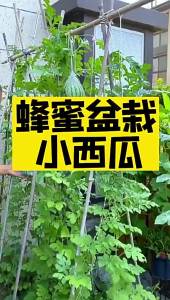 Super Sweet Jar Small Watermelon Seeds: A Guide to Growing Seedless Small Watermelons