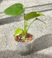 Aroid Potting Mix (Peat coarse + Perlite Cocochip med + Pumice fine + Rice husk) (6L). 