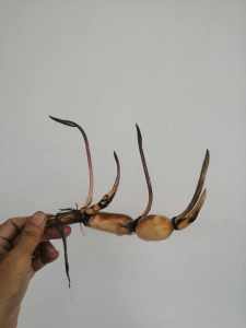 Home Garden Fresh Harvest Medium to Large Size Lotus (tuber)自家花园中大型荷花种藕