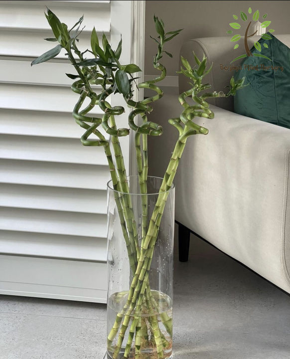 Berjaya Plant Nursery - CNY Lucky Bamboo/Dragon Bamboo/Straight Bamboo 转运竹/富贵竹/龙头直竹/直竹