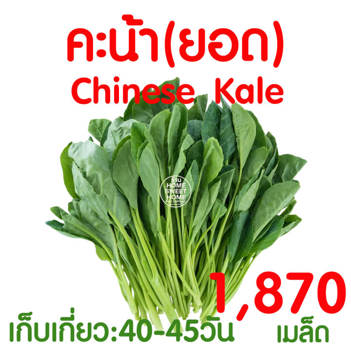 เมล็ดพันธุ์ผักสลัด คะน้ายอด งอกดี ปลูกได้ทั้งดินและไฮโดรโปนิกส์