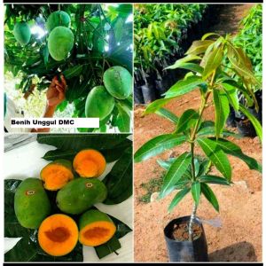Bibit Mangga Alpukat Hasil Okulasi Outdoor & Garden Gardening