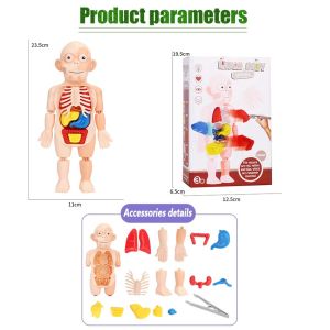 MODEL TUBUH MANUSIA human body model edukasi organ tubuh manusia