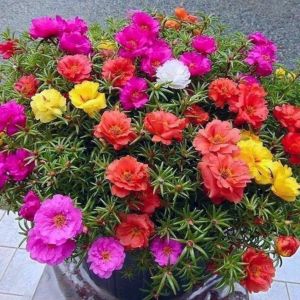 Moss Rose / 马齿苋花 / Bunga Krokot / गुलाबी फूल – Portulaca Grandiflora Singapore – Drought Tolerant Fast Blooming Colorful Flowers Easy Care Sun Loving – LIVE PLANT