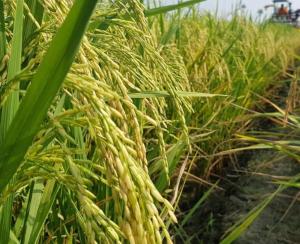 bibit padi sunggal terbaru