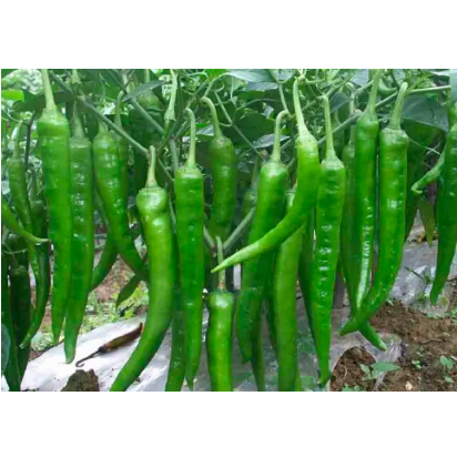 Sili Panigang / Siling Haba / 0.7 gram 90-110 pcs Hot Pepper Green / Bicol Express Chili Seeds Herbs Vegetables Plants