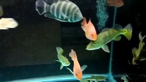 Stiker Background Aquarium Polos Semua Warna