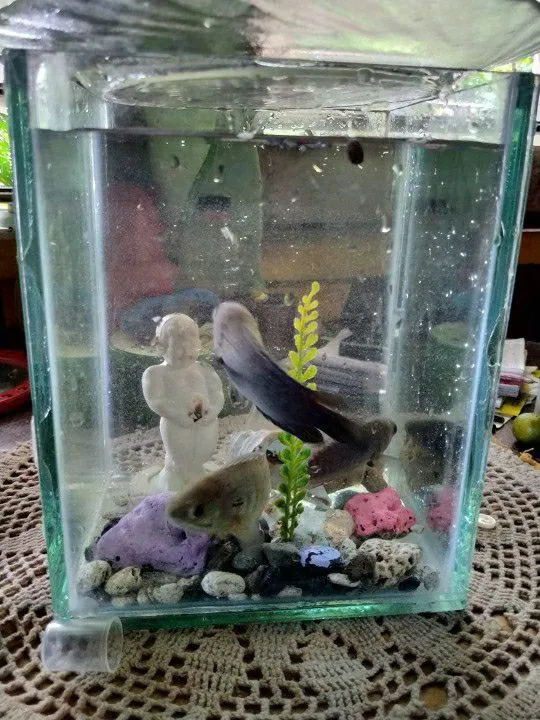 Lazada 2024 betta fish