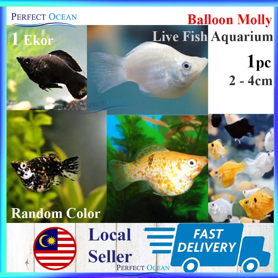 Balloon Molly Assorted Live Fish Random Color Aquarium Ikan Hidup
