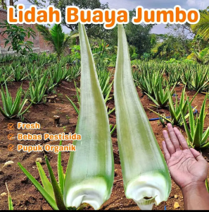 PELEPAH SEGAR LIDAH BUAYA HERBAL ALAMI ( Non Pestiside )
