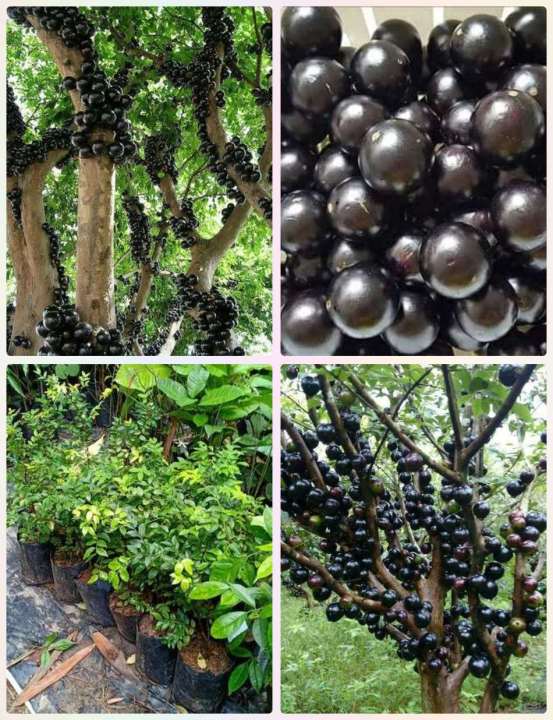 ต้นองุ่นบราซิล JABOTICABA MYRCIARIA CAULIFLORA ต้นโต สูง 50-70 เซนติเมตร แข็งแรง ดูแลง่าย 1-2 ปีติดผล