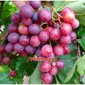 Bibit Anggur Import Merah Super Manis