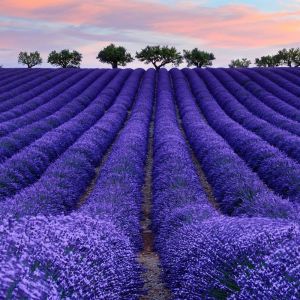 薰衣草种子四季播种易活庭院盆栽花苗驱蚊花籽多年生耐寒草花种子