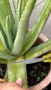 Organic soap / Aloe Vera Tea Tree Oil & French Green Clay facial soap / Acne care and Oily skincare / Hand made soap / gift set / jane HandMade