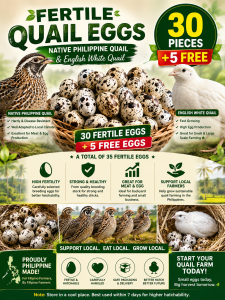 Fertile Quail Eggs Native Philippine Quail & English White Jumbo Quail 30 Pieces +5 Free