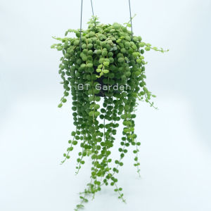 ต้นเดฟกระดุมใบเขียว พร้อมลวดเเขวน (เลือกขนาดได้)