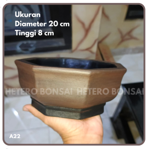 Pot Bonsai Small Segi Enam Unik Semi Cascade