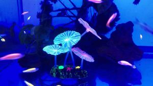 Fluorescentaquarium decoration artificial lotus leaf and sea creatures Rm 11.90 (Glowing)