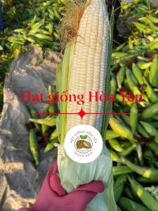 1 kg hạt giống ngô nếp lai F1 Thái Lan Fancy 39