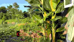 cây giống chuối sáp nghệ siêu trái dẻo và ngọt