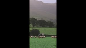 WOOLROOM - Extra Wool for Washable Pillows - Luxury British Wool Filling - Temperature Regulating Feather and Down Alternative Pillow Stuffing 8.8 oz.