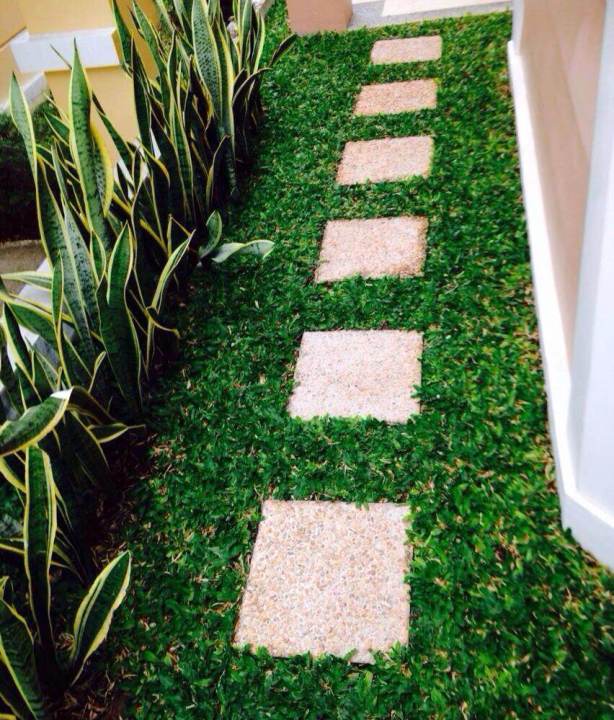 Frog Grass(1 square foot) Best for Softscape and