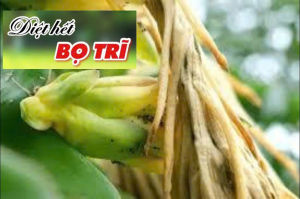 (Phun cây thanh long) Phòng trừ bọ trĩ rệp sáp gây hại thanh long (phun được giai đoạn trái non - trái chín) - mát trái