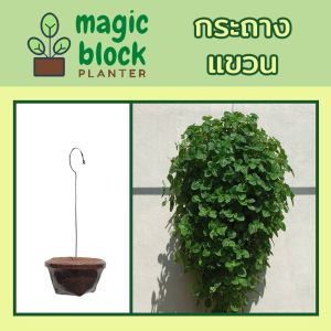 ก้อนไม้เทียม/ ก้อนเพาะปลูกมหัศจรรย์/กระถางแขวน/กระถางแขวน/กระถางแขวนเดฟ/กระถางแขวนโฮย่า/กระถางแขวนริบบิ้นชาลี ก้อนแขวนรูปต่างๆ /กถ 3 ห