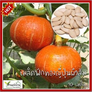 10 เมล็ด ฟักทองญี่ปุ่นสีส้ม เมล็ดฟักทองญี่ปุ่น ฟักทองญี่ปุ่น เมล็ดฟักทอง ฟักทอง สควอช มินิ บอล 141