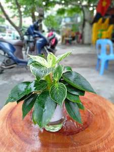 Cây trầu bà lá sọc để bàn trang trí bàn làm việc tặng kèm phân bón cây Minh Hân Garden