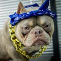 2Pack Dog Costume Set, Adjustable Gold Plated Dog Chain Collar and Headband Hip Hop Square Satin Head Scarf Head Cover Apparel Party Costume Cosplay Accessories for Medium Large Dogs(Blue). 