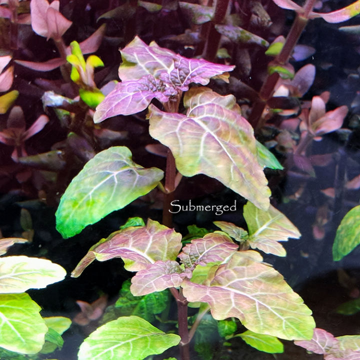 Hyptis Lorentziana五彩薄荷/ Aquatic Plants | Lazada