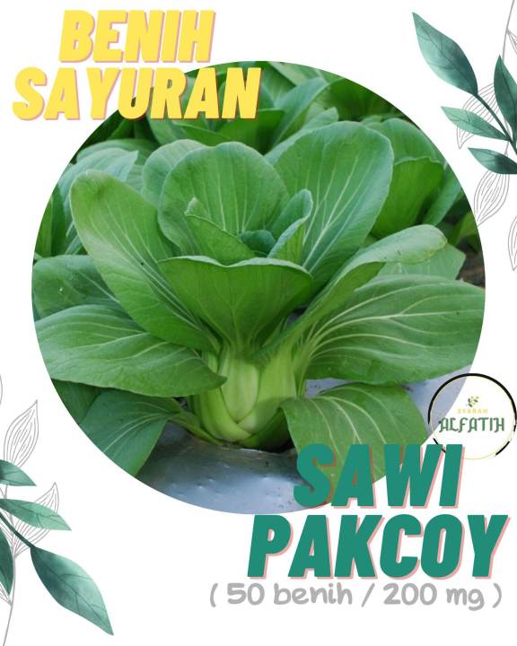 Berkebun 50 Benih Sawi Pakcoy Nauli Cap Panah Merah Pakchoy Hidroponik