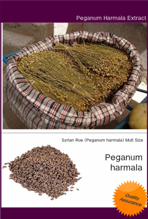 Syrian Rue （Peganum Harmala ）Mult Size | Lazada Singapore