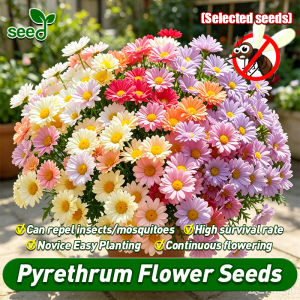 [Selected Seeds] 100% Authentic Pyrethrum Daisy Seeds Pyrethrum Flower Seeds for Planting & Gardening (Mixed Color 10pcs)Natural Insect Repellant Pyrethrum Plant Bonsai Flowering Seeds Indoor Potted Chrysanthemum Live Plants Air Plant Easy To Grow Flowers