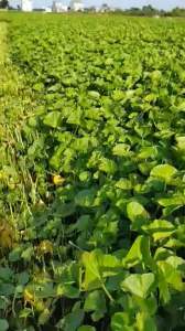 Bột rau má sấy lạnh organic hộp 250g