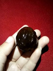 Muncang Adu Jalim Anak Kebo Garut Murah Ori