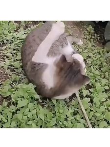 510ml Flea Remover Spray Anti Kutu Kucing Anjing / Pembasmi Kutu / Penghilang Kutu