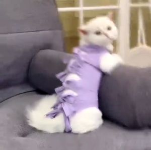 Cat Recovery Suit Post Operation Weaning Clothes Comfortable Pet Apparel