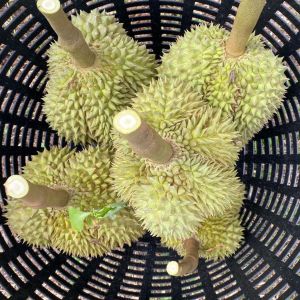 ทุเรียน ทุเรียนหมอนทอง หมอนทอง ขนาด3.6 - 4 kg.รสชาติหวานมันอร่อย กรอบนอกนุ่มใน รับประกันจากร้าน