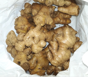 Jahe Gajah Segar / Jahe Putih segar / Jahe Besar alami / Natural Fresh Elephant Ginger